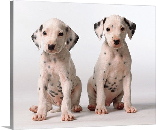 puppies
